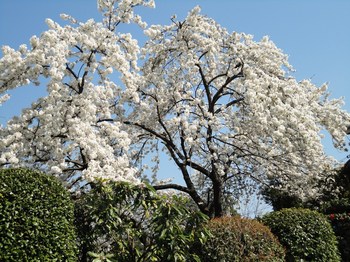 有名な桜.jpg